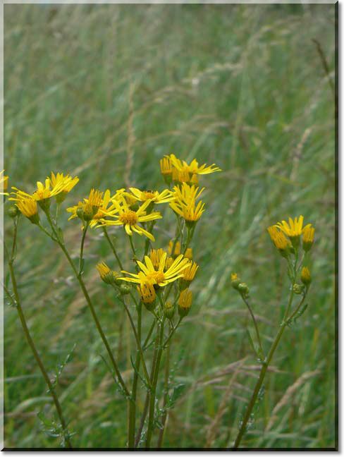 2012-06-24-BALADE-STE GENEVIEVE010.jpg